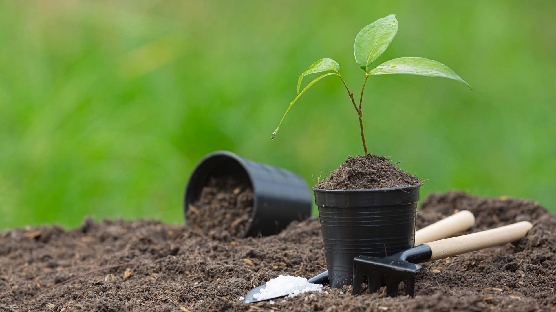 Why plant trees